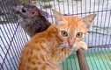 Kỳ lạ tình bạn giữa mèo hoang, chuột cống ở Hà Nội